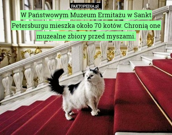 W Państwowym Muzeum Ermitażu w Sankt Petersburgu mieszka około 70 kotów. Chronią one muzealne zbiory przed myszami. 