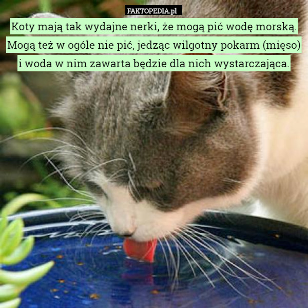 Koty mają tak wydajne nerki, że mogą pić wodę morską. Mogą też w ogóle nie pić, jedząc wilgotny pokarm (mięso) i woda w nim zawarta będzie dla nich wystarczająca. 