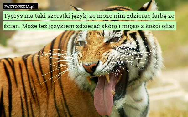 Tygrys ma taki szorstki język, że może nim zdzierać farbę ze ścian. Może też językiem zdzierać skórę i mięso z kości ofiar. 