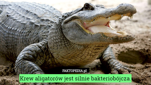 Krew aligatorów jest silnie bakteriobójcza. 