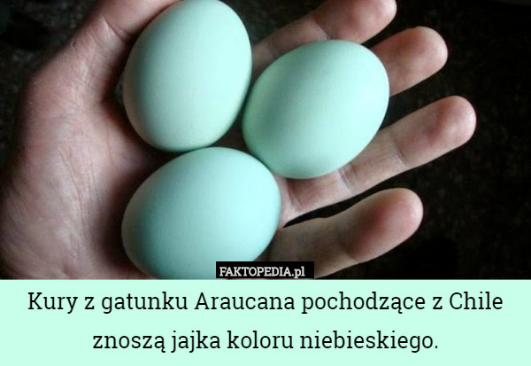Kury z gatunku Araucana pochodzące z Chile znoszą jajka koloru niebieskiego. 