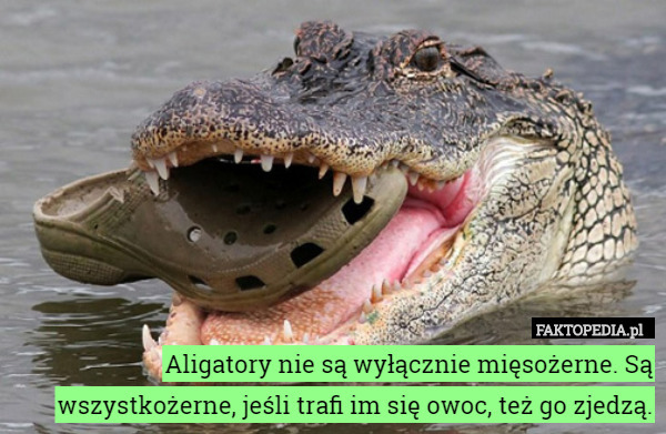 Aligatory nie są wyłącznie mięsożerne. Są wszystkożerne, jeśli trafi im się owoc, też go zjedzą. 
