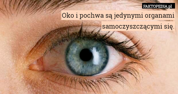 Oko i pochwa są jedynymi organami samoczyszczącymi się. 
