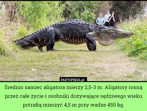 Średnio samiec aligatora mierzy 2,5-3 m. Aligatory rosną przez całe życie i osobniki dożywające sędziwego wieku potrafią mierzyć 4,5 m przy wadze 450 kg. 