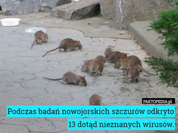 Podczas badań nowojorskich szczurów odkryto 13 dotąd nieznanych wirusów. 