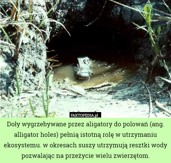 Doły wygrzebywane przez aligatory do polowań (ang. alligator holes) pełnią istotną rolę w utrzymaniu ekosystemu. w okresach suszy utrzymują resztki wody pozwalając na przeżycie wielu zwierzętom. 