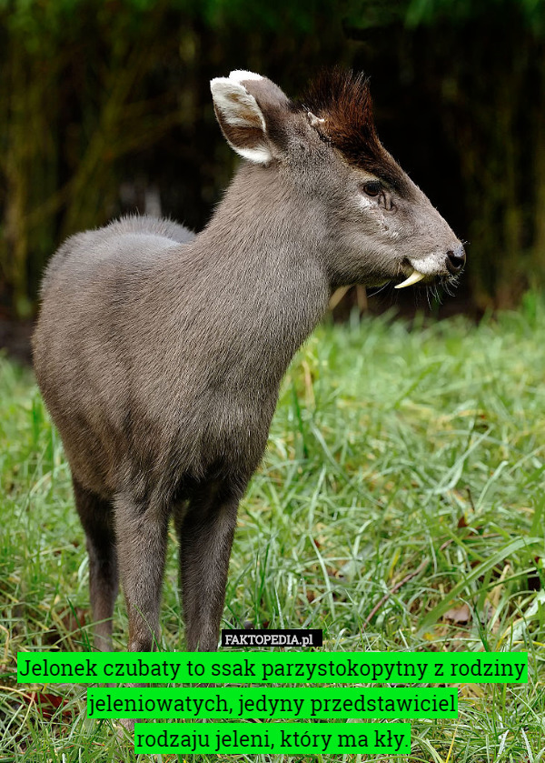 Jelonek czubaty to ssak parzystokopytny z rodziny jeleniowatych, jedyny przedstawiciel
 rodzaju jeleni, który ma kły. 