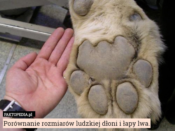 Porównanie rozmiarów ludzkiej dłoni i łapy lwa. 