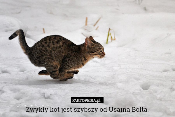 Zwykły kot jest szybszy od Usaina Bolta. 