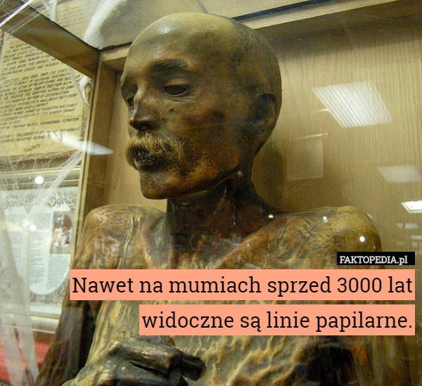 Nawet na mumiach sprzed 3000 lat widoczne są linie papilarne. 
