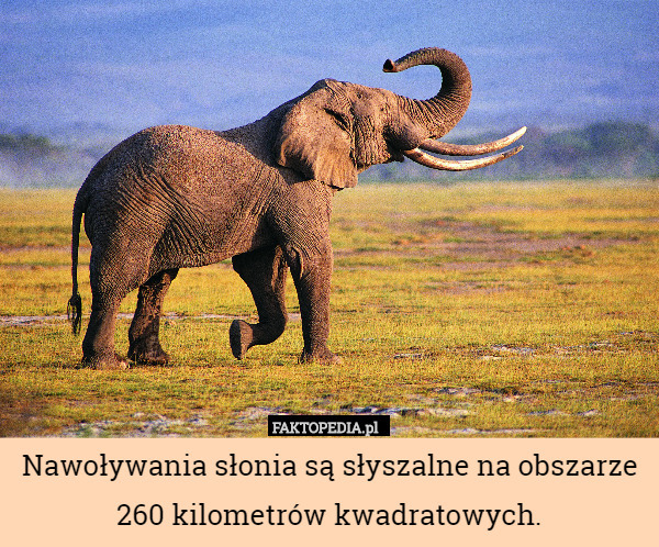 Nawoływania słonia są słyszalne na obszarze 260 kilometrów kwadratowych. 