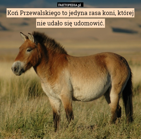 Koń Przewalskiego to jedyna rasa koni, której nie udało się udomowić. 
