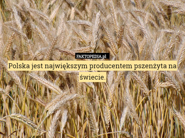 Polska jest największym producentem pszenżyta na świecie. 