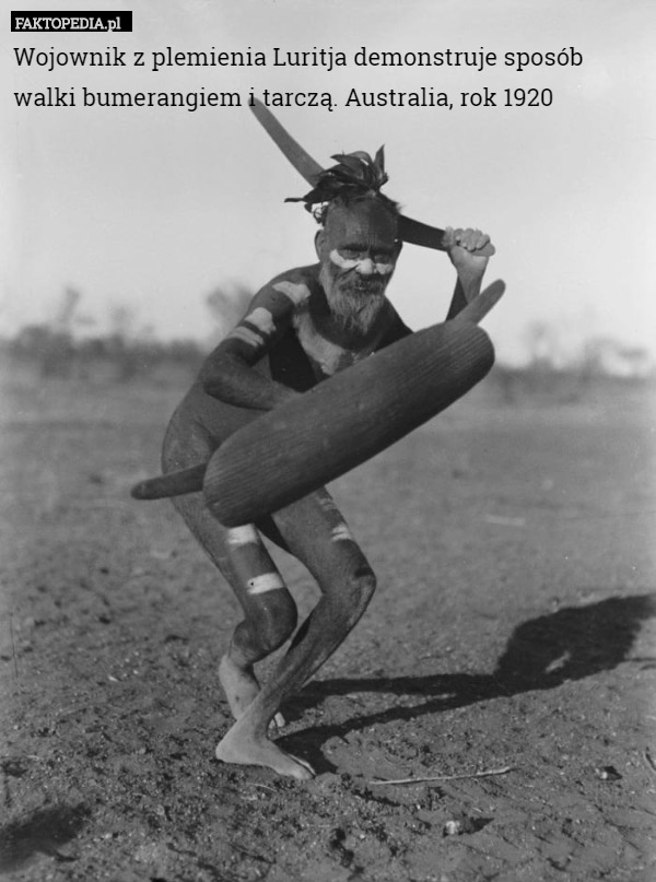 Wojownik z plemienia Luritja demonstruje sposób walki bumerangiem i tarczą. Australia, rok 1920 