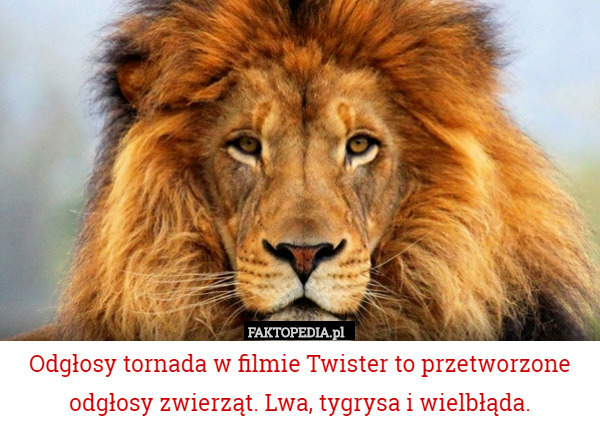 Odgłosy tornada w filmie Twister to przetworzone odgłosy zwierząt. Lwa, tygrysa i wielbłąda. 