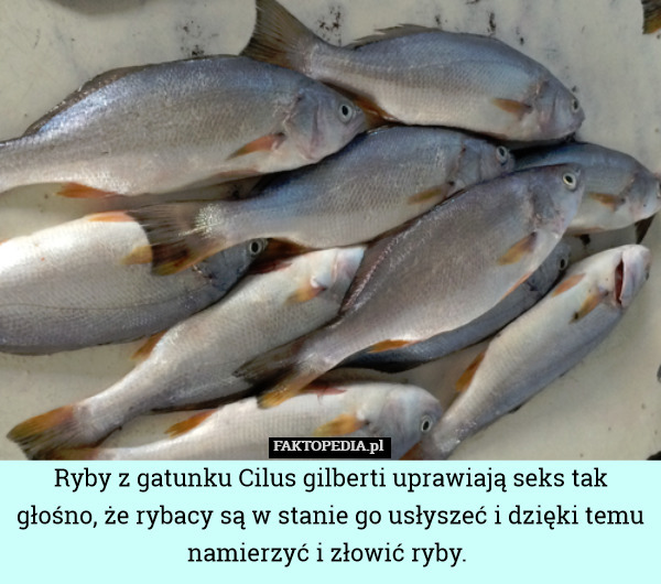 Ryby z gatunku Cilus gilberti uprawiają seks tak głośno, że rybacy są w stanie go usłyszeć i dzięki temu namierzyć i złowić ryby. 