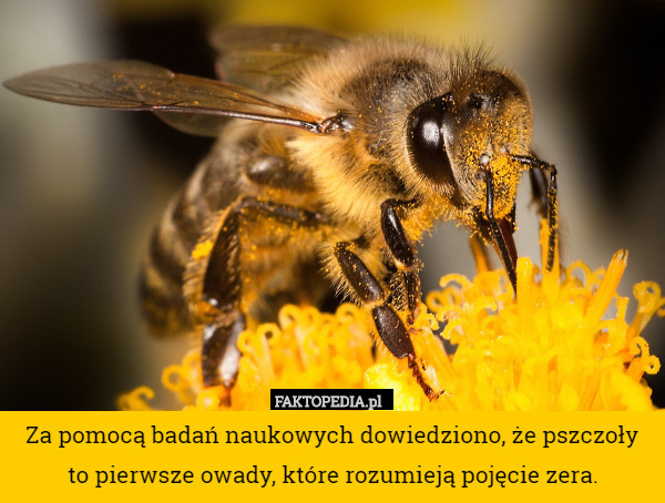 Za pomocą badań naukowych dowiedziono, że pszczoły to pierwsze owady, które rozumieją pojęcie zera. 