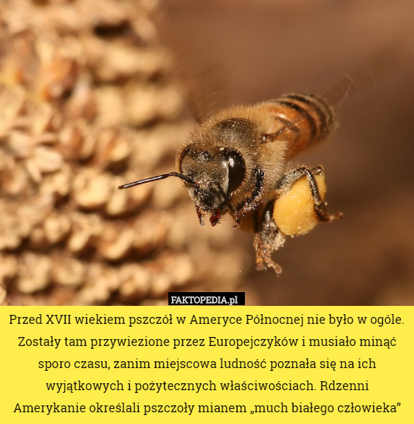 Przed XVII wiekiem pszczół w Ameryce Północnej nie było w ogóle. Zostały tam przywiezione przez Europejczyków i musiało minąć sporo czasu, zanim miejscowa ludność poznała się na ich wyjątkowych i pożytecznych właściwościach. Rdzenni Amerykanie określali pszczoły mianem „much białego człowieka” 