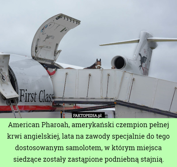 American Pharoah, amerykański czempion pełnej krwi angielskiej, lata na zawody specjalnie do tego dostosowanym samolotem, w którym miejsca siedzące zostały zastąpione podniebną stajnią. 