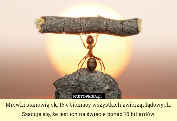 Mrówki stanowią ok. 15% biomasy wszystkich zwierząt lądowych. Szacuje się, że jest ich na świecie ponad 10 biliardów. 