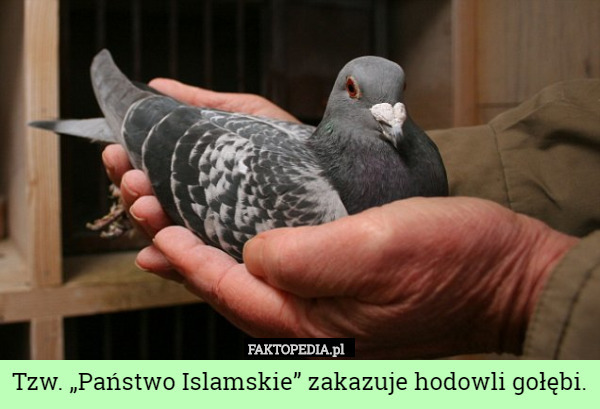 Tzw. „Państwo Islamskie” zakazuje hodowli gołębi. 
