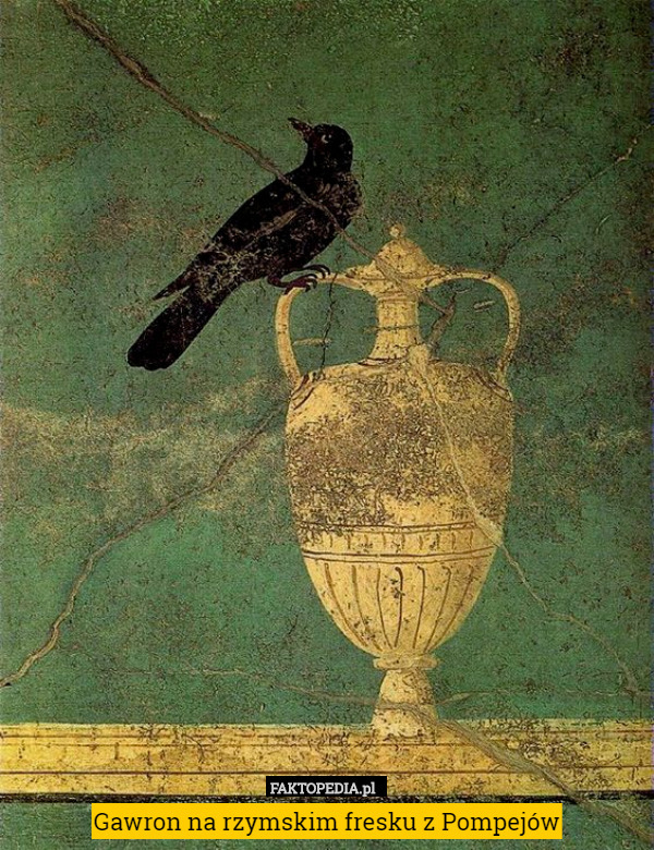 Gawron na rzymskim fresku z Pompejów 