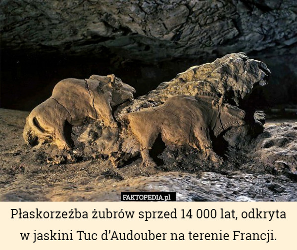 Płaskorzeźba żubrów sprzed 14 000 lat, odkryta w jaskini Tuc d’Audouber na terenie Francji. 