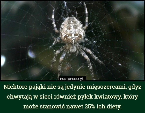 Niektóre pająki nie są jedynie mięsożercami, gdyż chwytają w sieci również pyłek kwiatowy, który może stanowić nawet 25% ich diety. 