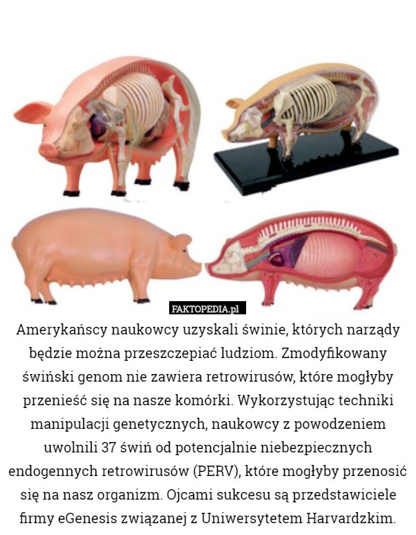 Amerykańscy naukowcy uzyskali świnie, których narządy będzie można przeszczepiać ludziom. Zmodyfikowany świński genom nie zawiera retrowirusów, które mogłyby przenieść się na nasze komórki. Wykorzystując techniki manipulacji genetycznych, naukowcy z powodzeniem uwolnili 37 świń od potencjalnie niebezpiecznych endogennych retrowirusów (PERV), które mogłyby przenosić się na nasz organizm. Ojcami sukcesu są przedstawiciele firmy eGenesis związanej z Uniwersytetem Harvardzkim. 