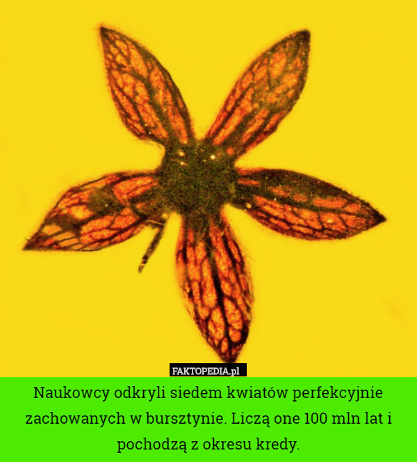 Naukowcy odkryli siedem kwiatów perfekcyjnie zachowanych w bursztynie. Liczą one 100 mln lat i pochodzą z okresu kredy. 