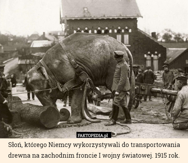 Słoń, którego Niemcy wykorzystywali do transportowania drewna na zachodnim froncie I wojny światowej. 1915 rok. 