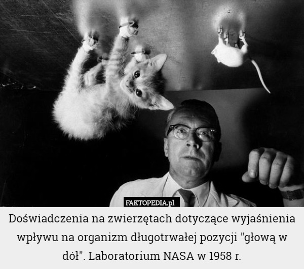 Doświadczenia na zwierzętach dotyczące wyjaśnienia wpływu na organizm długotrwałej pozycji "głową w dół". Laboratorium NASA w 1958 r. 