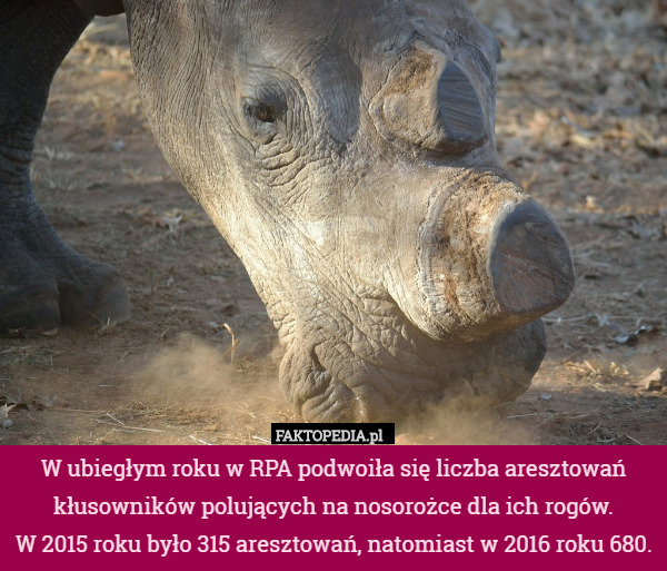 W ubiegłym roku w RPA podwoiła się liczba aresztowań kłusowników polujących na nosorożce dla ich rogów.
 W 2015 roku było 315 aresztowań, natomiast w 2016 roku 680. 