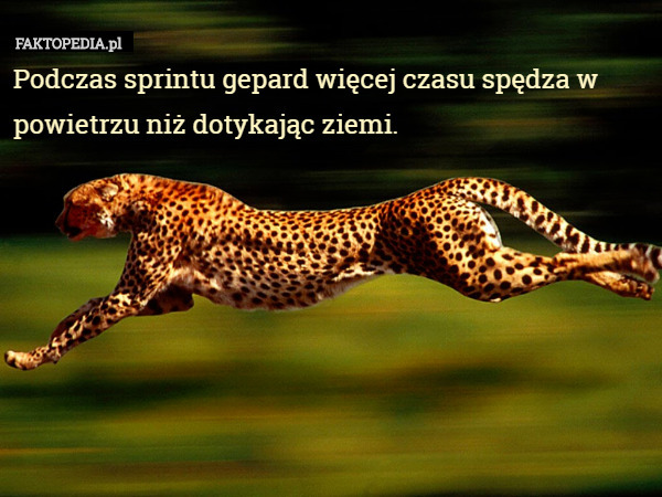 Podczas sprintu gepard więcej czasu spędza w powietrzu niż dotykając ziemi. 