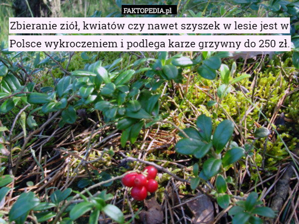 Zbieranie ziół, kwiatów czy nawet szyszek w lesie jest w Polsce wykroczeniem i podlega karze grzywny do 250 zł. 