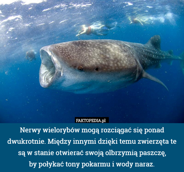 Nerwy wielorybów mogą rozciągać się ponad dwukrotnie. Między innymi dzięki temu zwierzęta te są w stanie otwierać swoją olbrzymią paszczę,
by połykać tony pokarmu i wody naraz. 