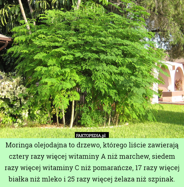 Moringa olejodajna to drzewo, którego liście zawierają cztery razy więcej witaminy A niż marchew, siedem razy więcej witaminy C niż pomarańcze, 17 razy więcej białka niż mleko i 25 razy więcej żelaza niż szpinak. 