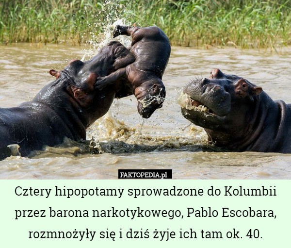 Cztery hipopotamy sprowadzone do Kolumbii przez barona narkotykowego, Pablo Escobara, rozmnożyły się i dziś żyje ich tam ok. 40. 