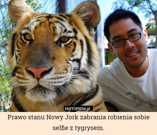 Prawo stanu Nowy Jork zabrania robienia sobie selfie z tygrysem. 