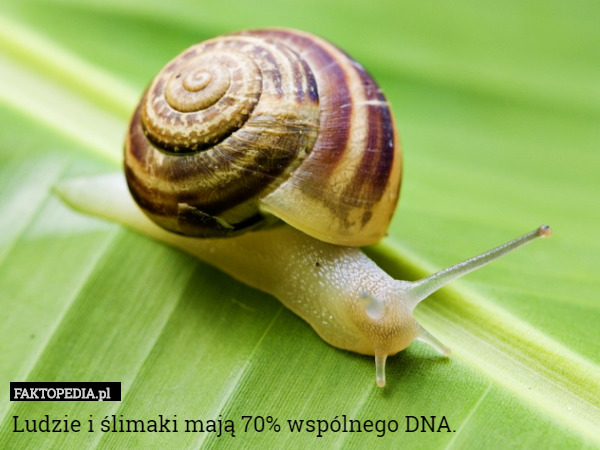 Ludzie i ślimaki mają 70% wspólnego DNA. 