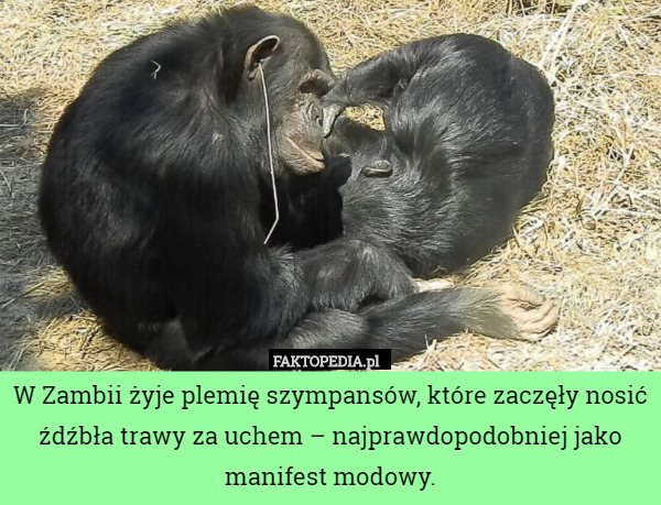 W Zambii żyje plemię szympansów, które zaczęły nosić źdźbła trawy za uchem – najprawdopodobniej jako manifest modowy. 