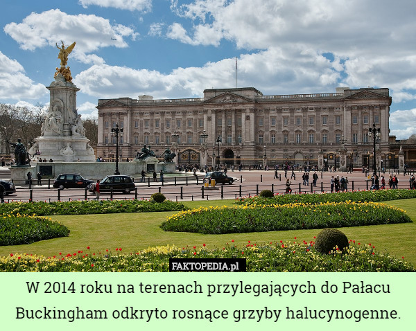 W 2014 roku na terenach przylegających do Pałacu Buckingham odkryto rosnące grzyby halucynogenne. 