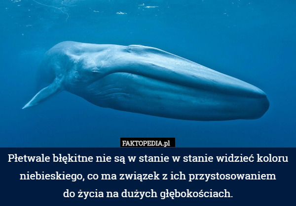 Płetwale błękitne nie są w stanie w stanie widzieć koloru niebieskiego, co ma związek z ich przystosowaniem
do życia na dużych głębokościach. 