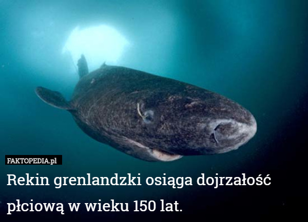 Rekin grenlandzki osiąga dojrzałość płciową w wieku 150 lat. 