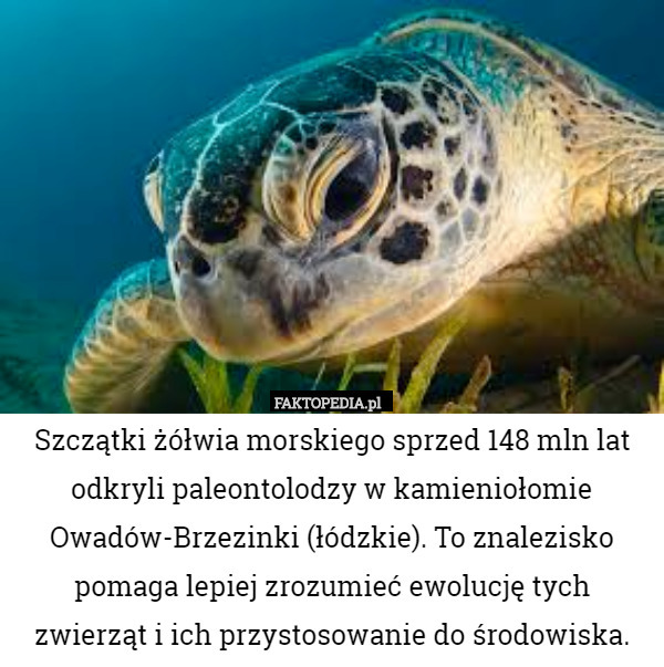 Szczątki żółwia morskiego sprzed 148 mln lat odkryli paleontolodzy w kamieniołomie Owadów-Brzezinki (łódzkie). To znalezisko pomaga lepiej zrozumieć ewolucję tych zwierząt i ich przystosowanie do środowiska. 