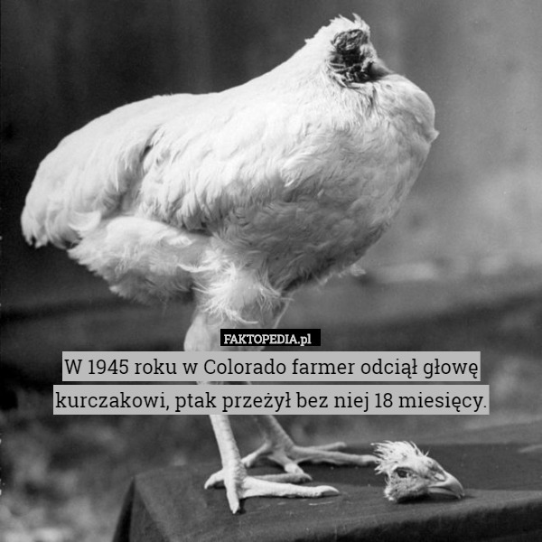 W 1945 roku w Colorado farmer odciął głowę kurczakowi, ptak przeżył bez niej 18 miesięcy. 