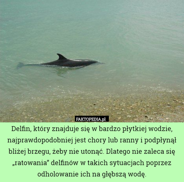 Delfin, który znajduje się w bardzo płytkiej wodzie, najprawdopodobniej jest chory lub ranny i podpłynął bliżej brzegu, żeby nie utonąć. Dlatego nie zaleca się „ratowania” delfinów w takich sytuacjach poprzez odholowanie ich na głębszą wodę. 