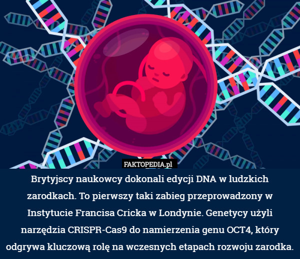 Brytyjscy naukowcy dokonali edycji DNA w ludzkich zarodkach. To pierwszy taki zabieg przeprowadzony w Instytucie Francisa Cricka w Londynie. Genetycy użyli narzędzia CRISPR-Cas9 do namierzenia genu OCT4, który odgrywa kluczową rolę na wczesnych etapach rozwoju zarodka. 