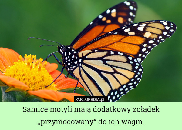 Samice motyli mają dodatkowy żołądek „przymocowany” do ich wagin. 