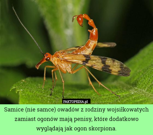 Samice (nie samce) owadów z rodziny wojsiłkowatych zamiast ogonów mają penisy, które dodatkowo wyglądają jak ogon skorpiona. 